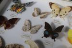 Boîte entomologique de papillons comprenant treize pièces. 
Haut. : 39...
