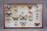 Boîte entomologique de papillons. Haut. : 39 - Larg. :...