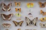 Boîte entomologique de papillons. Haut. : 39 - Larg. :...